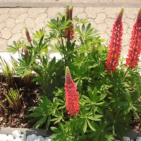 Diamond House Deluxe 6 *